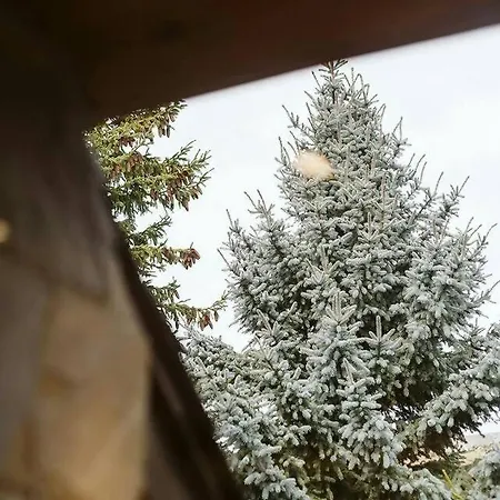 Olympia By Cardi Daire *